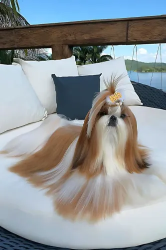 Shi Tzu pelo longo 8 parcelo até 18x.