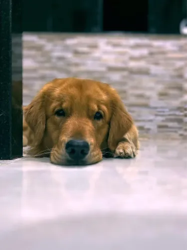 Filhotes fêmeas de Golden retriver 
