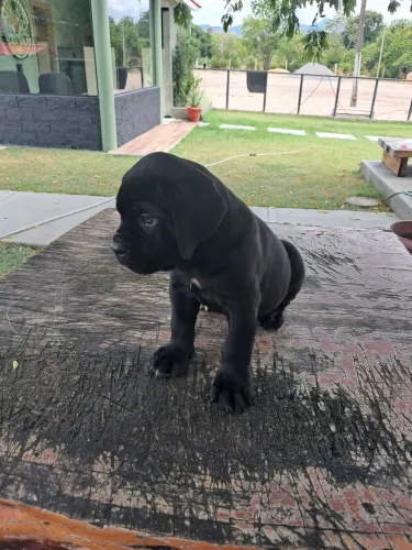 Cane corso italiano