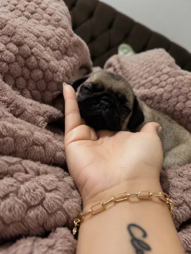 Filhote Pug macho Telêmaco Borba