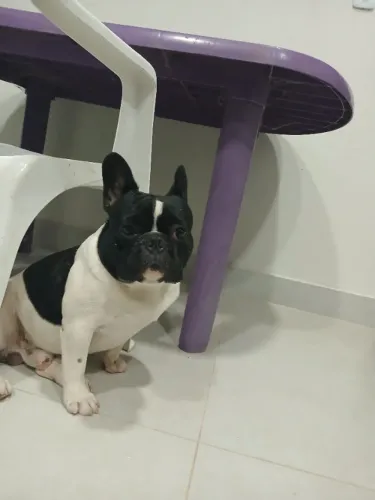 Buldog Francês com pedigree
