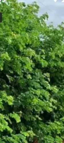 semente de Sansão do campo