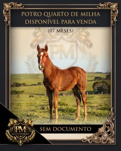 Potro Quarto de milha Sem Documento
