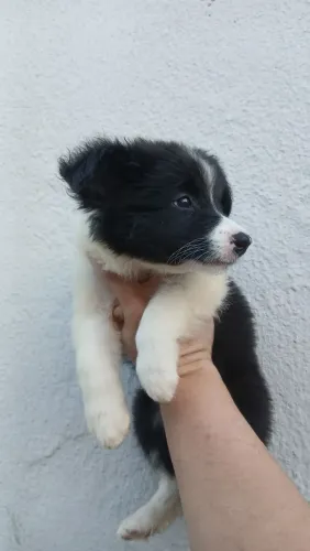 Border Collie lindos filhotes inteligentes