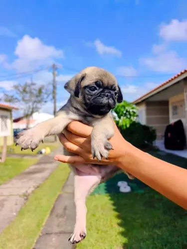 Pug Abricó