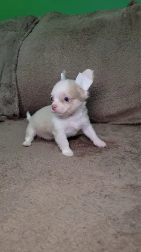 Venda chihuahua pelo longo