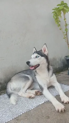 Linda e dócil 