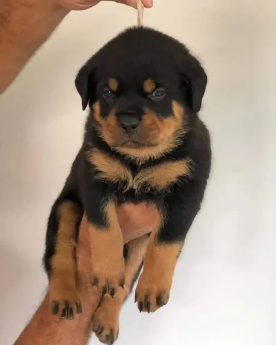 Rottweiler cabeca de touro parcelo lindos bebê iiiip