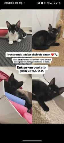 Filhotes de gatos para adoção responsável 