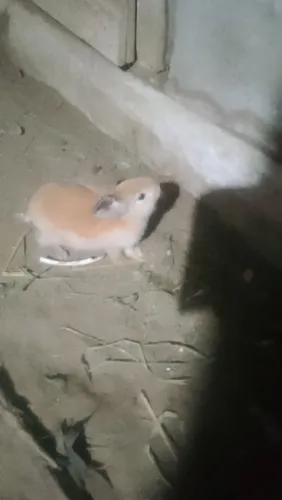 Lindo Coelho laranja 