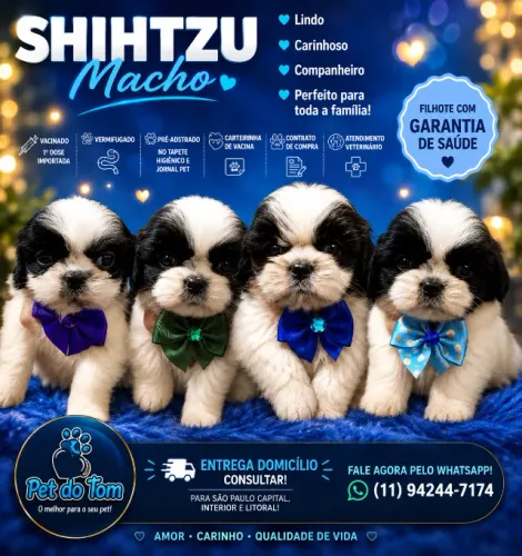 O companheiro perfeito para sua familia, Shihtzu