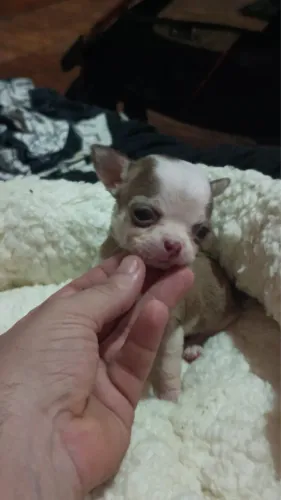 Chihuahua fêmea pelo curto Husky de chocolate á venda