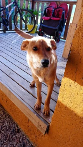 Doa-se cachorrinha Meg ?