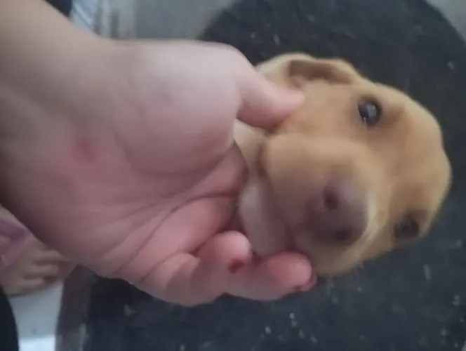 Cachorrinho amarelo filhote macho 