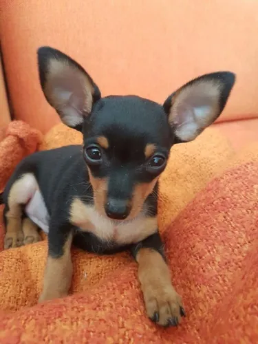 Pinscher: energia, carinho e muita diversão para sua família!