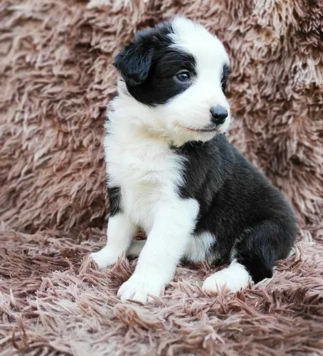 Border collie disponível