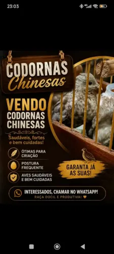 Vendo Codornas chinesas 