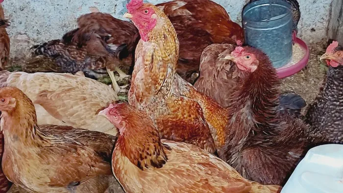 Vendo galinhas e galos 