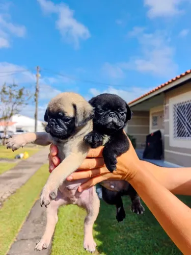 Pug disponíveis