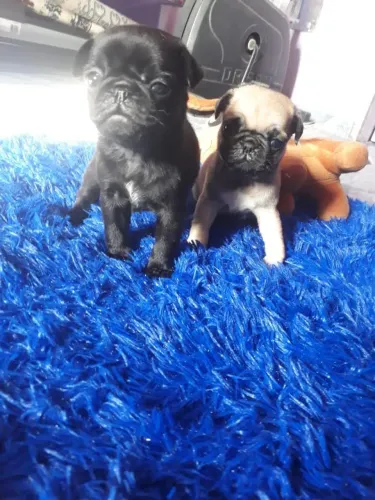 Pug um amor em forma de pet.