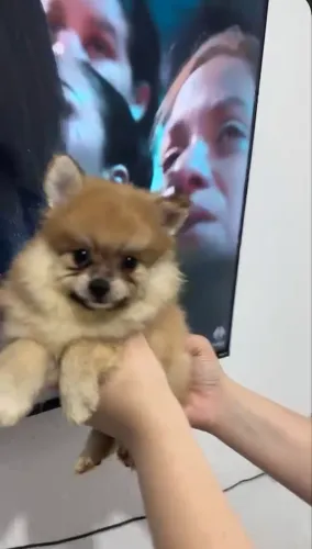 Lulu da pomerania laranja 