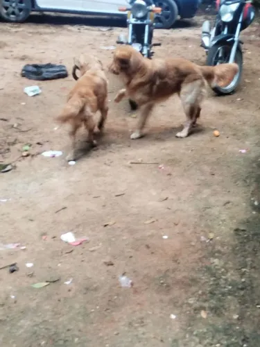 Vendo Golden Retriever Leia o anúncio