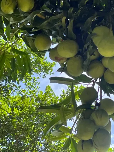 Vendo. Terreno (sítio) em monte gordo