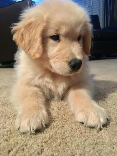 Super lindos Golden Retriever