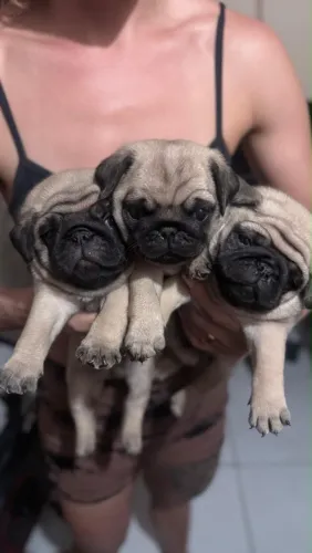 Pug