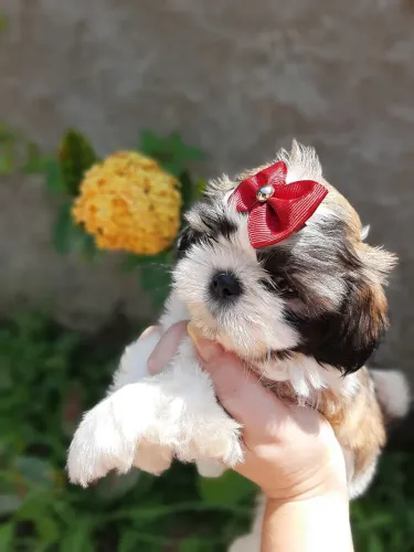Lindos Shih Tzu Filhotes com Pedigree