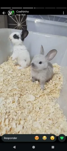 Babys disponíveis