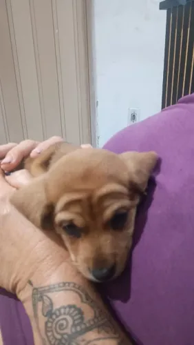 Linda menina Dachshund (salsicha) com 45 dias de nascida.