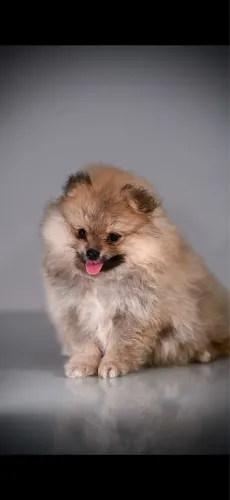 Spitz alemão anão fêmea