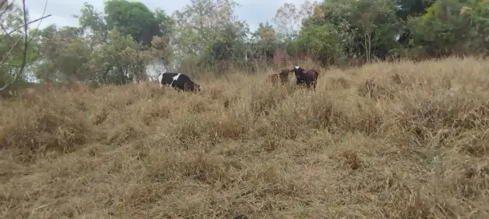 Sítio em Itaguara - MG -Otima topografia Água corrente nos fundos com possibilidade de faz