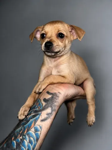 Pinscher + Chihuahua MACHOS
