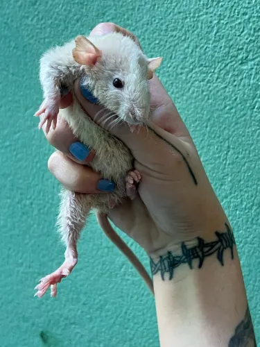 Filhote de rato Twister dumbo
