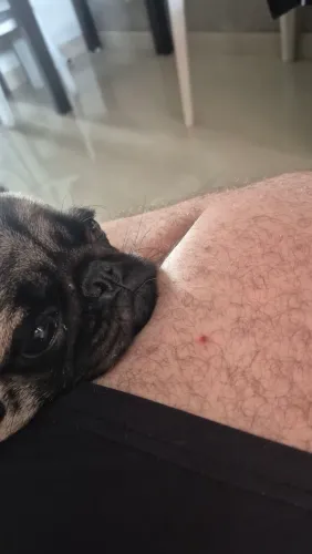 Procuro pug macho