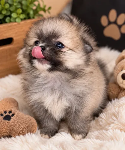 Spitz alemão / Lulu da pomerania 