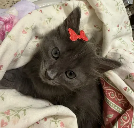 Russian blue Fêmea
