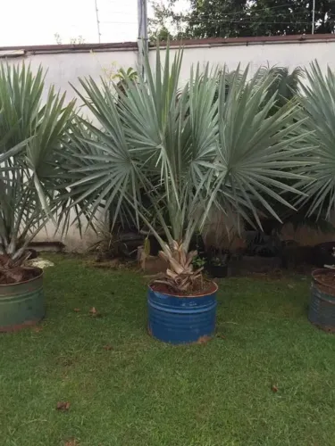 Muda de Palmeira Azul 2 Metros - Pronta Entrega em Uberlândia