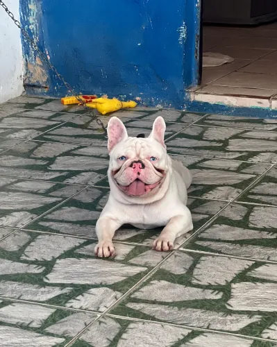 Bulldog Frances exótico