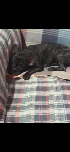 Doação de bull dog