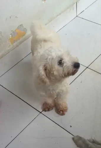 Cachorra poodle no cio fêmea 