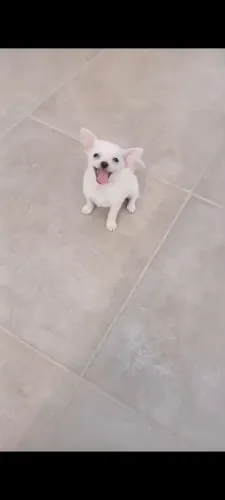 Lindo machinho Chihuahua pêlo curto disponível!