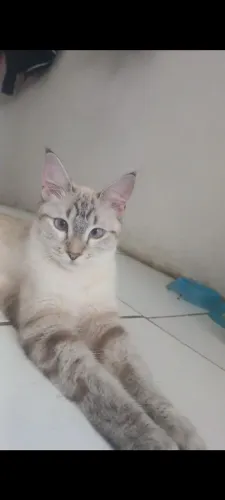 Gatinha dócil para adoçao