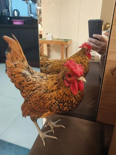 Vendo lindo casal de galinha sebright dourado 