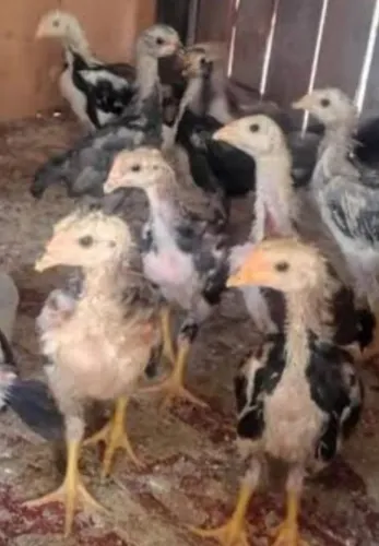 Pintos carioca com índio gigante