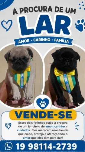 Pug filhotes