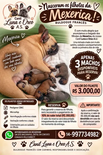 Filhotes de buldogue Francês