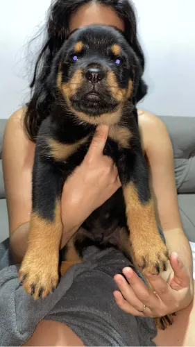 Rotweiller